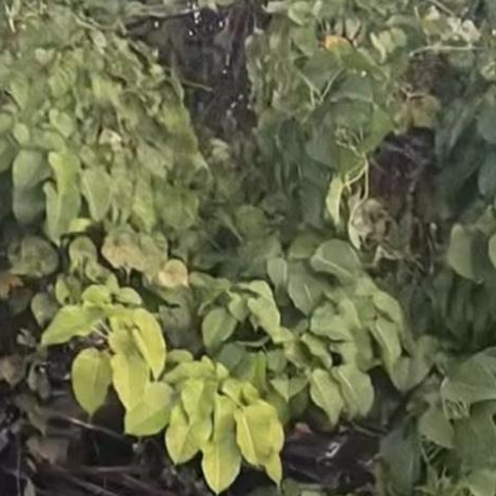 VICTIMAS DE CHOQUE EN PEAJE NO CORREN PELIGRO